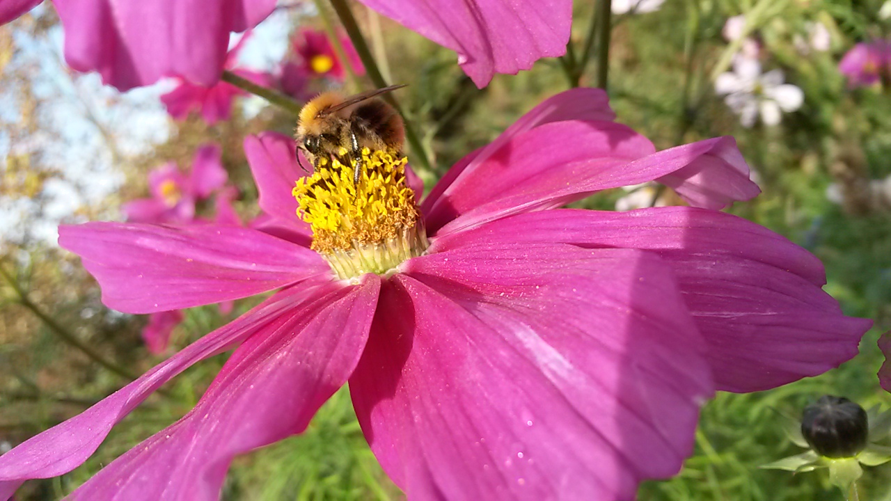 Abeille qui butine